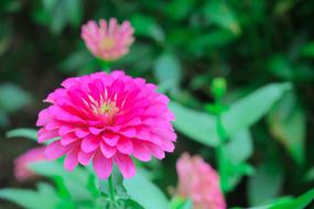 pink tea flower close up on blurred background