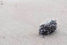 Hoarfrost on the weed on the seashore