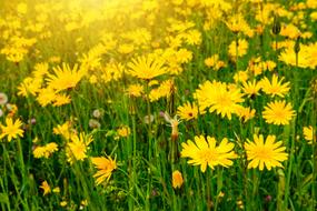 yellow Marigold Meadow Flower
