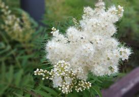 white Rowan Flowers