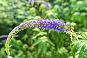 Garden Speedwell