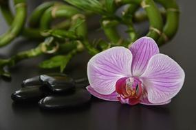 Black Stones, Orchid and luck bamboo