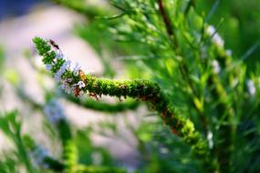 Mint Grass