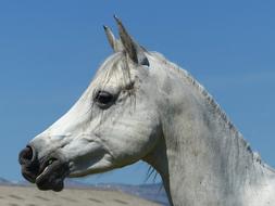 head of Pure Blood Arabian horse at sky