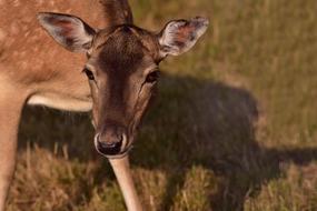doe of Fallow Deer, head close up