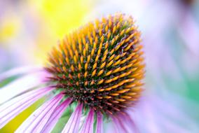 Bloom of Colorful Coneflower, macro