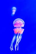 Jellyfish Desktop pink