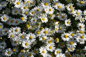Daisy Drug Flowers