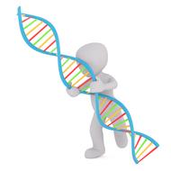 dna white male 3d model isolated drawing