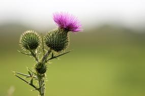 Burdock Arctium Lappa flower