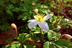 Wood Anemone Flower garden