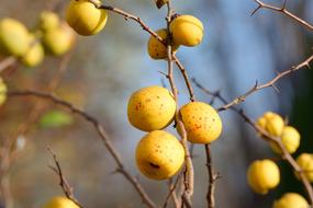 Chaenomeles Fruit yellow