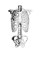 skeleton ribs anatomy drawing