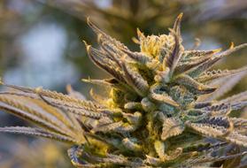 cannabis plant in the garden
