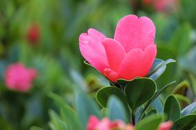 pink Tea Flower
