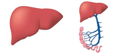 painted human liver