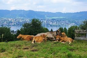 cows in a meadow in the suburbs of zurich