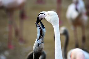 portrait of wild adult Flamingo feeding chick