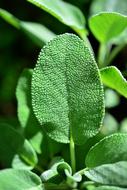photo of medicinal sage