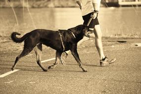 dog next to a running man