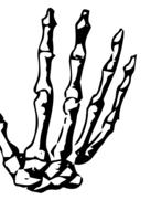 palm of human skeleton