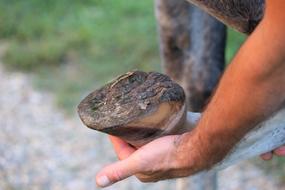 Horse Hoof Health