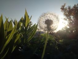 fluffy dandelion in the background of the bright sun