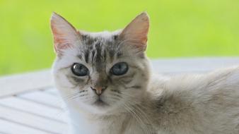 photo of a gray domestic cat on a green background