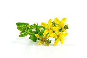 isolated herb St. John's wort