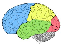 brain lobes neurology drawing
