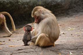 small Ape Watch Zoo