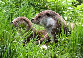 Otter Animals in green grass