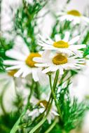 wjite green Chamomile Flowers