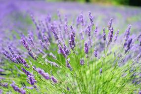Lavender Cultivation flowers