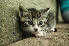 grey kitten laying at wall