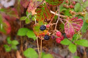 amazing Blackberry Fruit