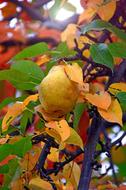 Fruit Pear Yellow green leaf