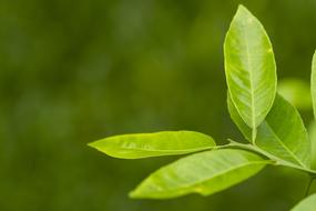 Lemon twig with green Leaves close up