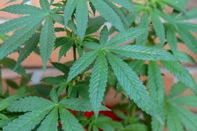 green Cannabis Drug