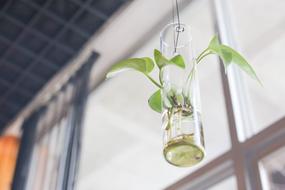 Bonsai Glass Biology