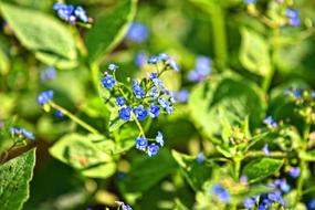 blue green Veronica Flower