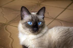beige siamese cat with bright blue eyes