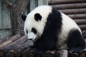 adult panda on logs at the zoo