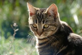 Cat Fauna