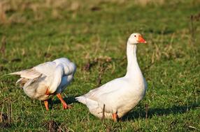 ravishing Goose Bird Water