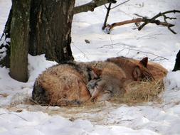 two wolves sleep in the winter forest