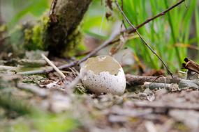 Wood Leaf shell