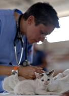 veterinarian with cat