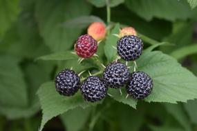 black raspberry