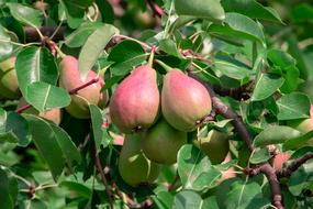 Fruits on Tree, red and green Pears